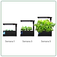 Crecimiento hidroponía AeroGarden Sprout