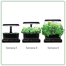 Crecimiento plantas en cultivo hidropónico