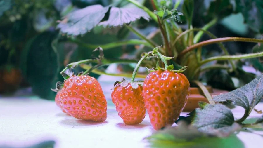 Fresas hidropónicas