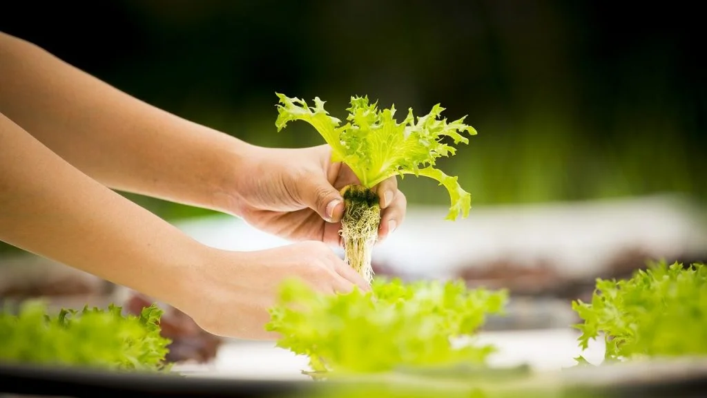 Cultivo hidropónico