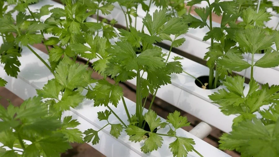 Perejil cultivo hidropónico